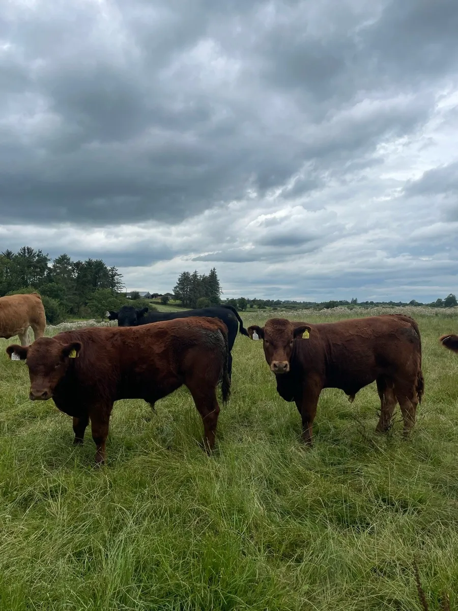 Limousin Bull and Heifer Weanlings - Image 1
