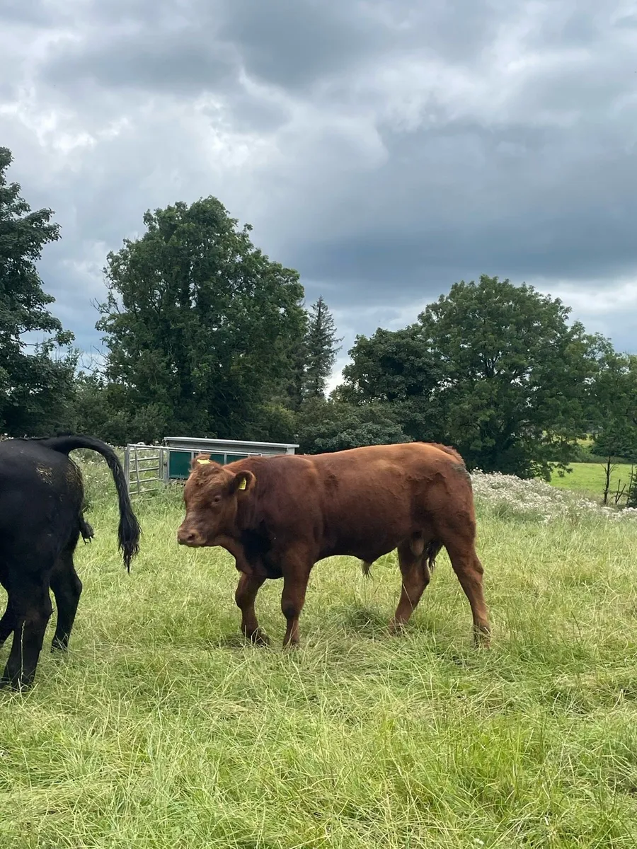 Limousin Bull and Heifer Weanlings - Image 3