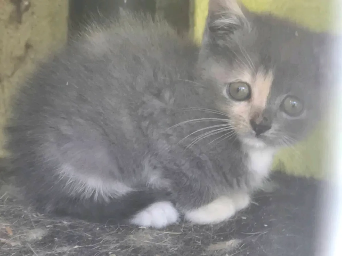 British shorthair/red tiger kittens 😸 - Image 3