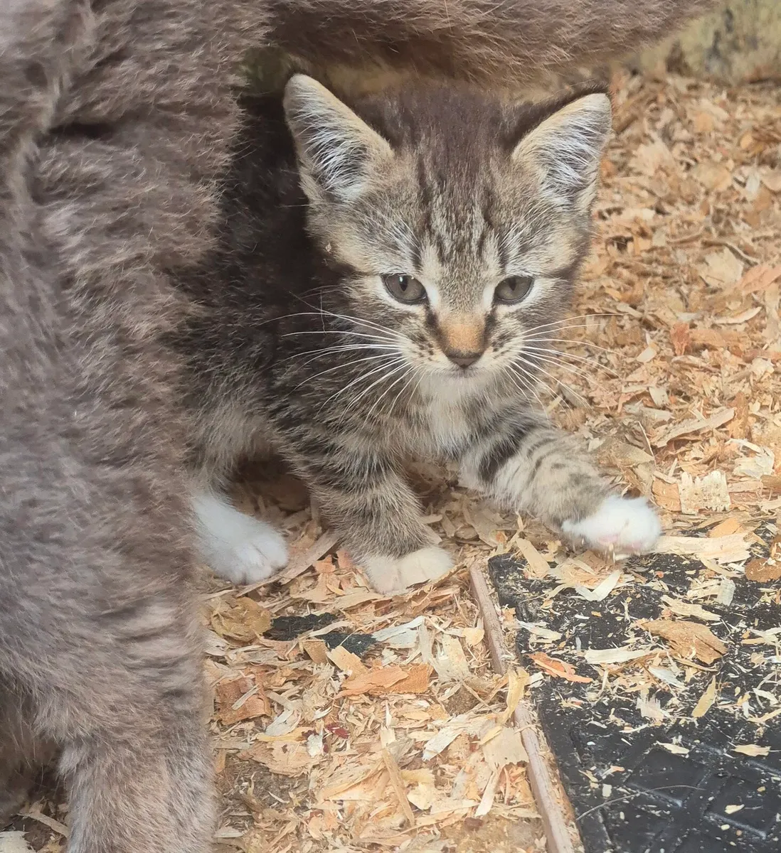 British shorthair/red tiger kittens 😸 - Image 4