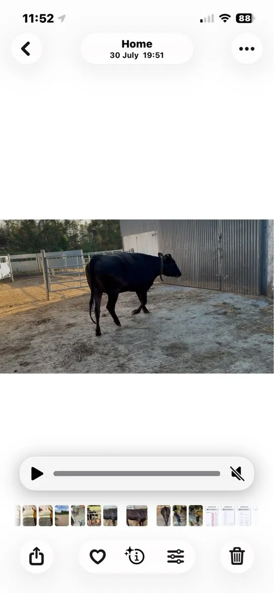 Fullblood wagyu in calf heifers - Image 1