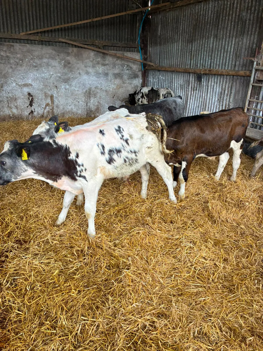 Reared bulls - Image 2