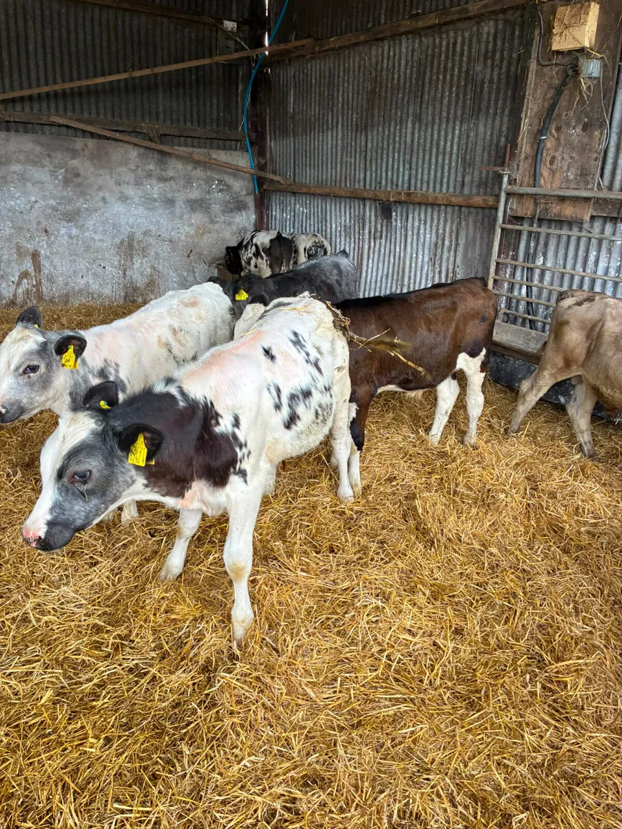 Reared bulls - Image 3