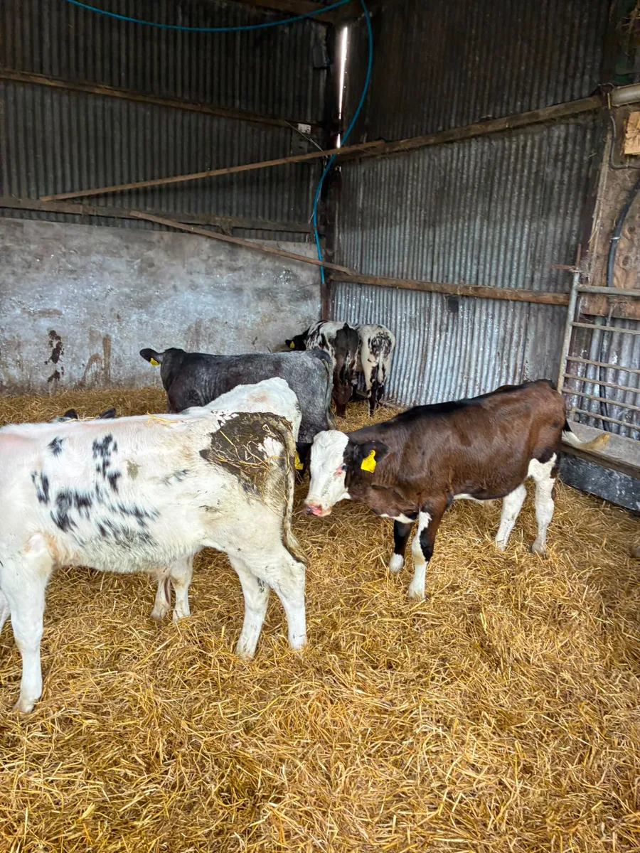Reared bulls - Image 1