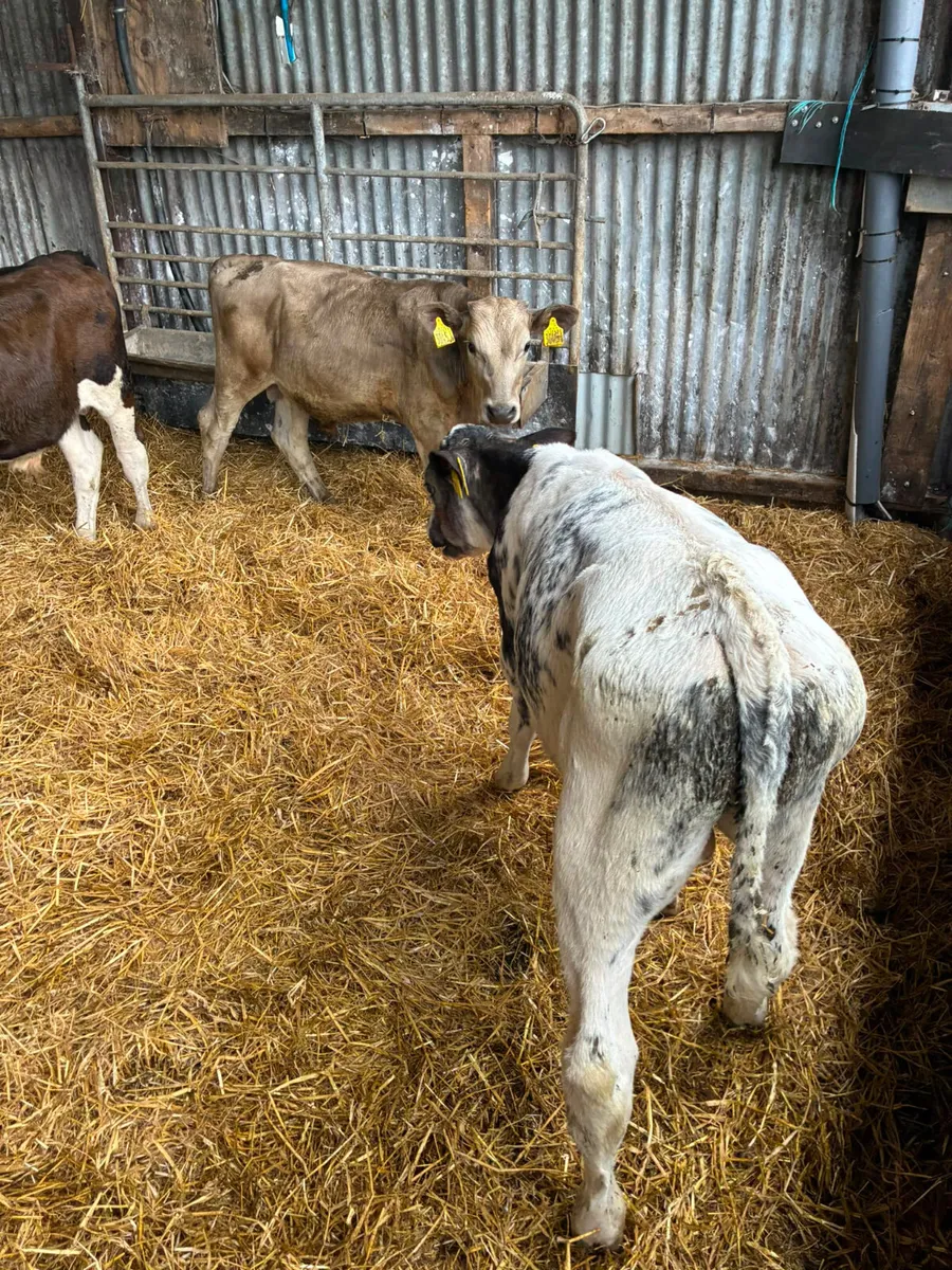 Reared bulls - Image 4