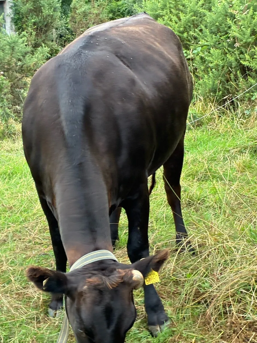 Fullblood wagyu in calf heifers - Image 2