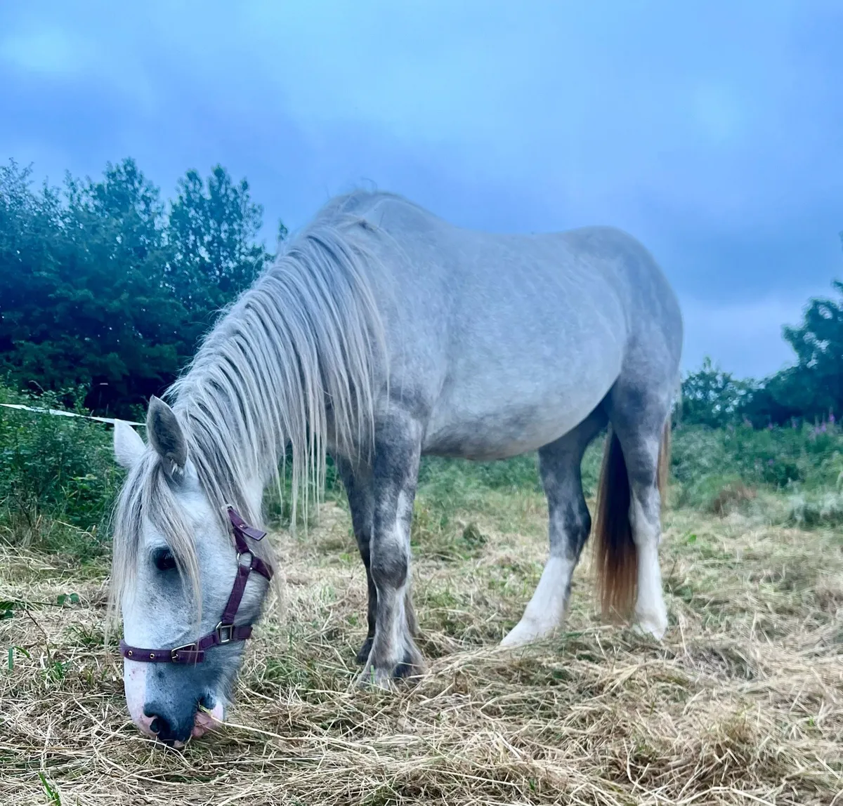 Solid Driving Cob - Image 3