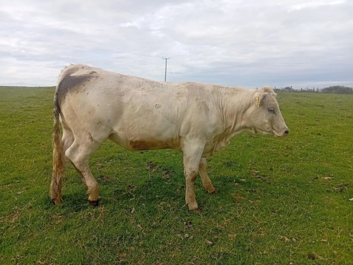 Organic Cattle - Image 2