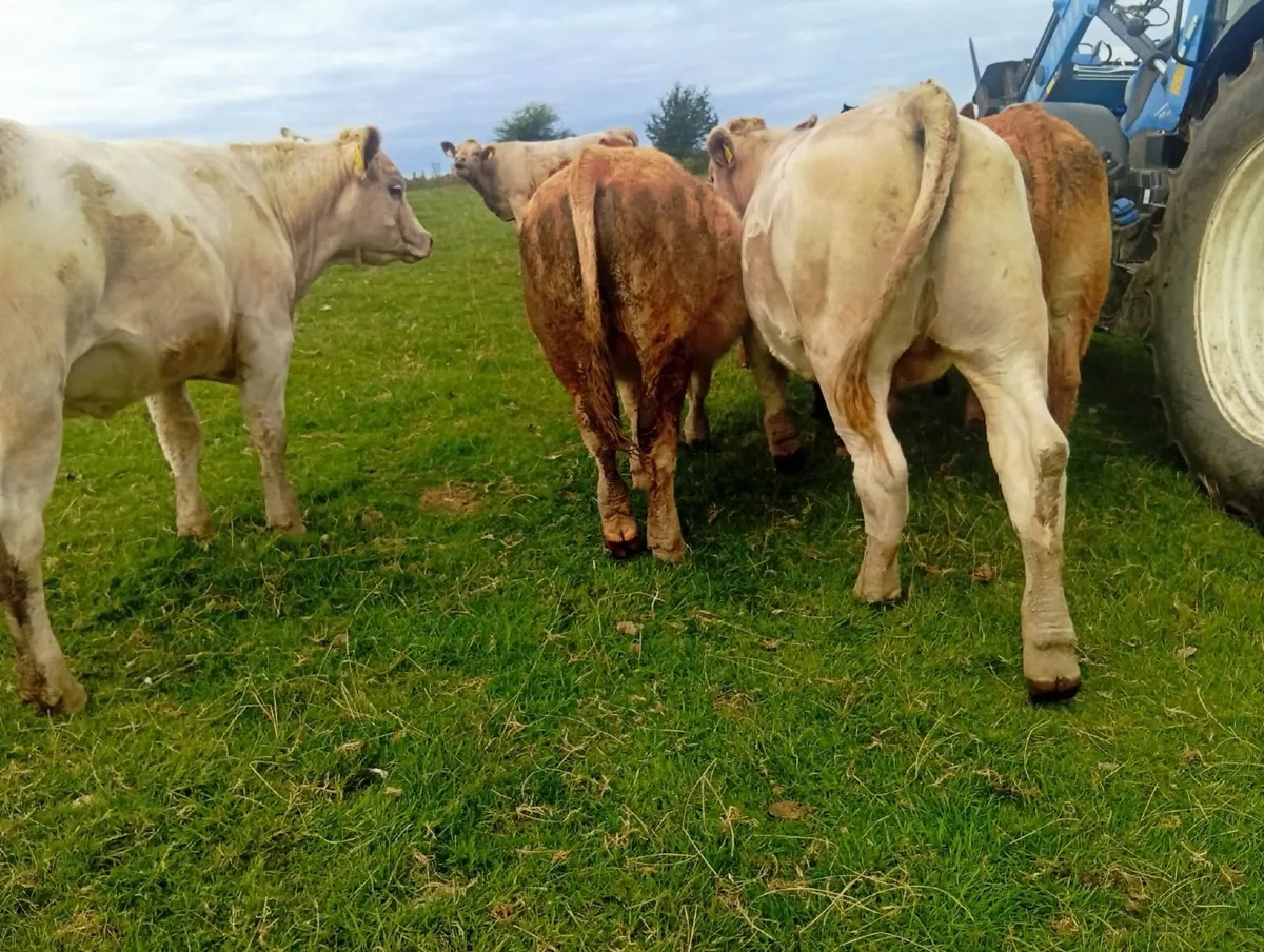Organic Cattle - Image 3