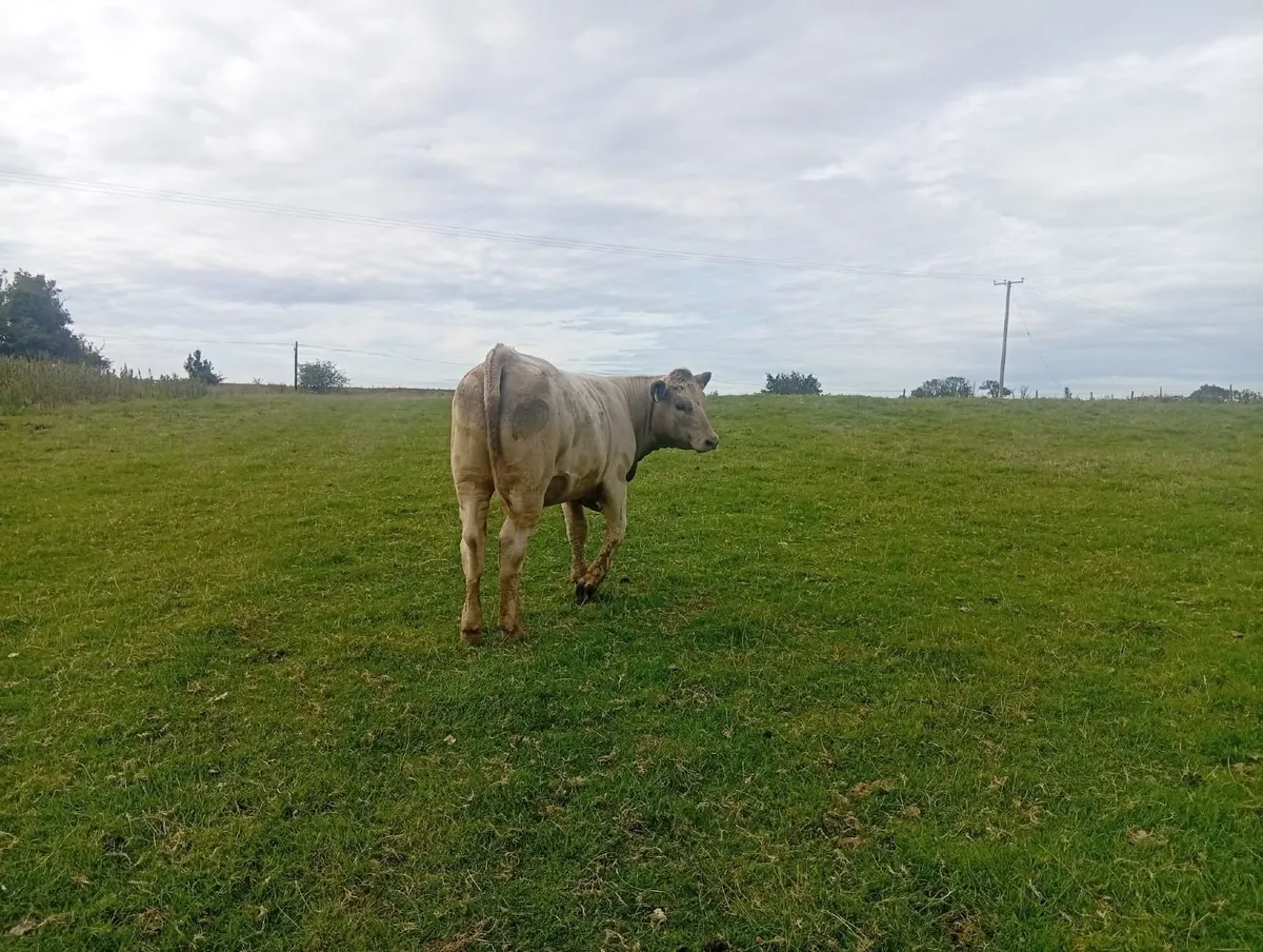 Organic Cattle - Image 4