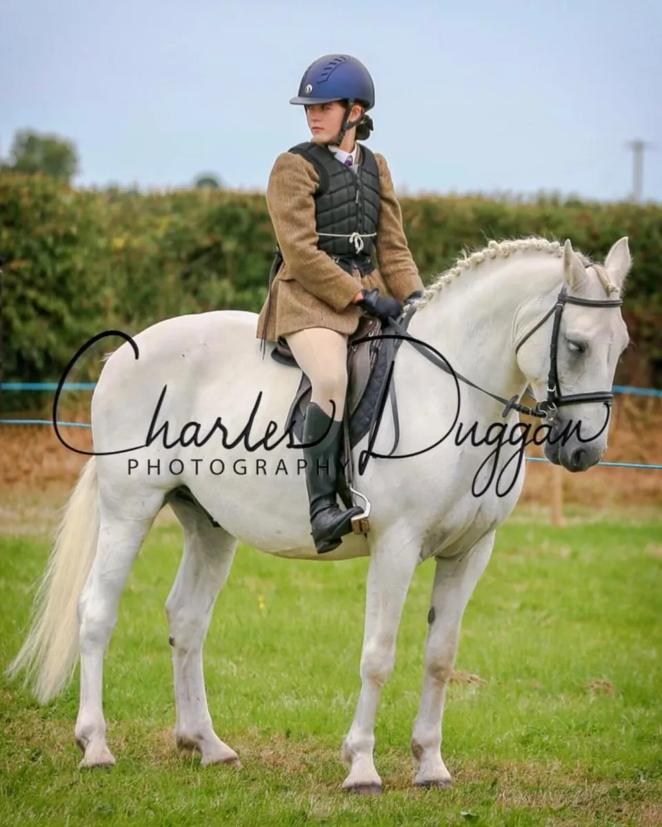 Horse - Image 3