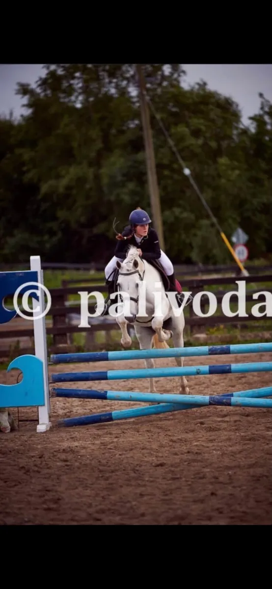 Horse - Image 4