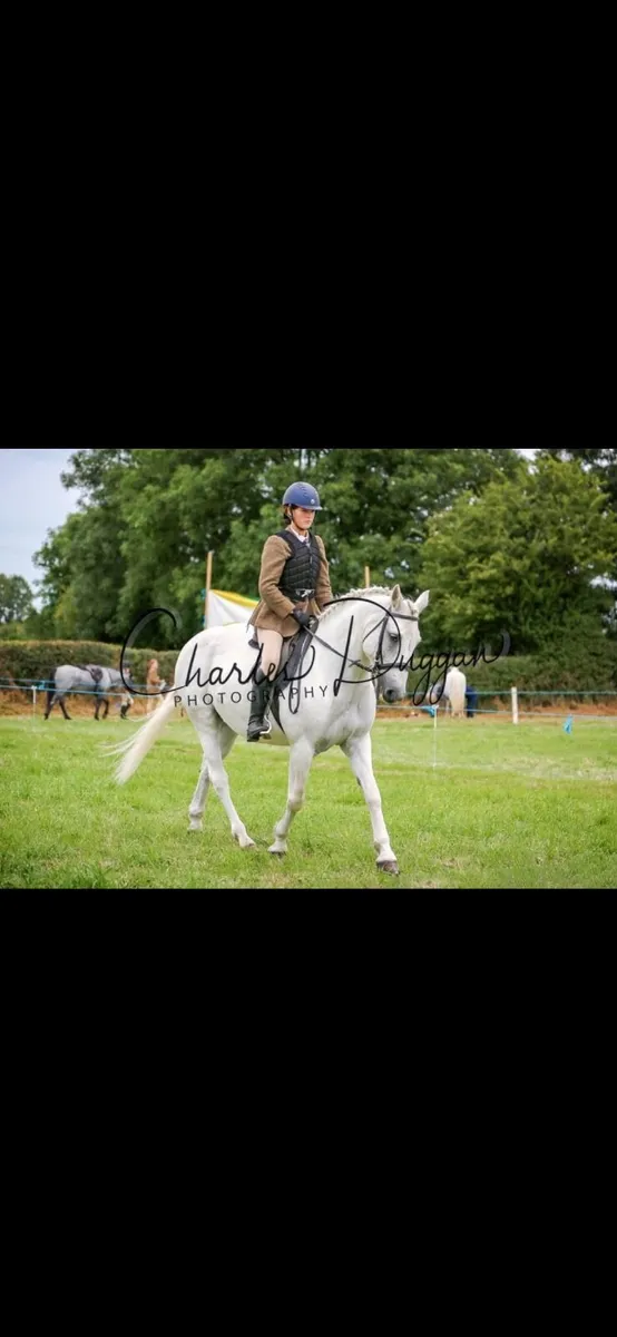 Horse - Image 4