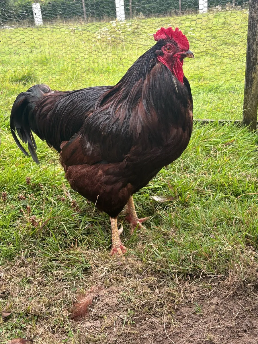 Rooster RIR
