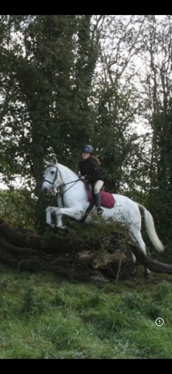 Horse - Image 1