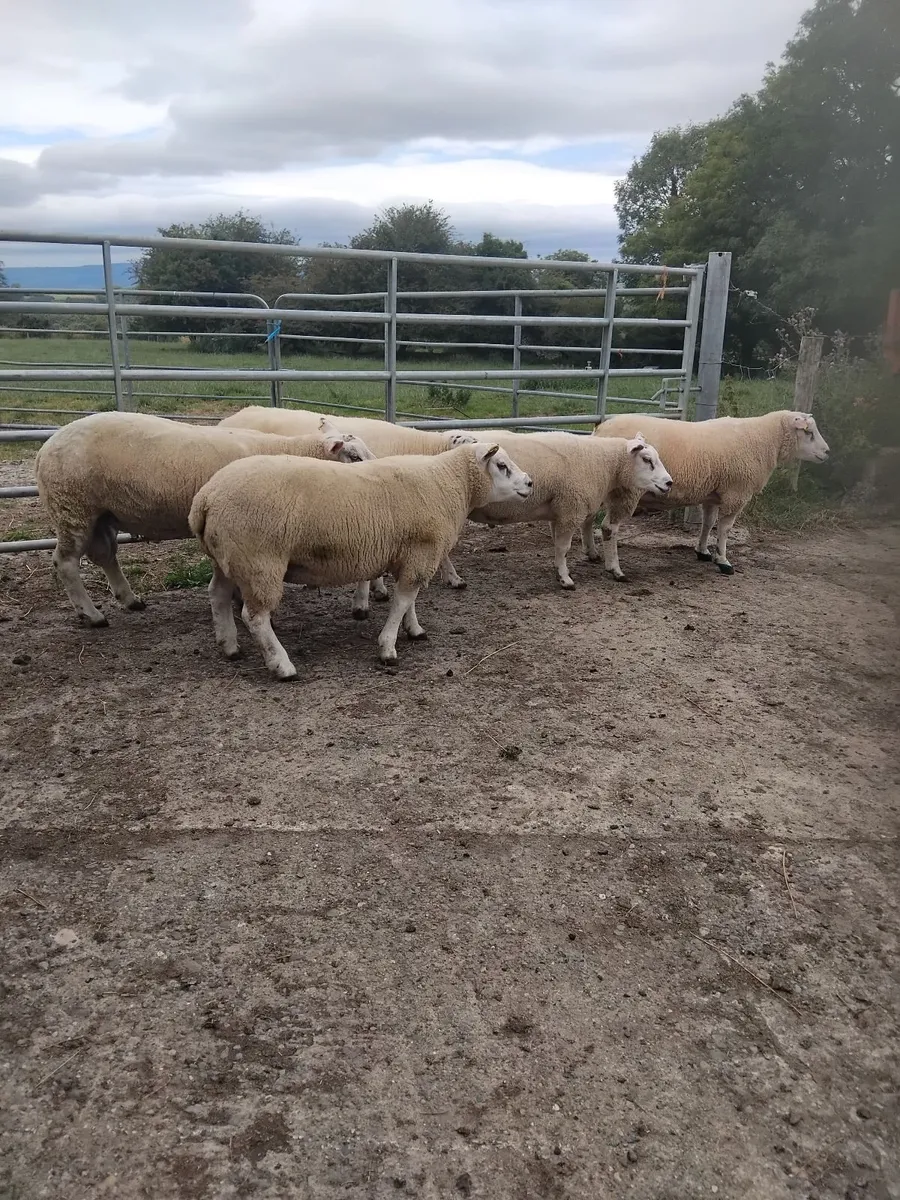 Rams for sale - Image 1