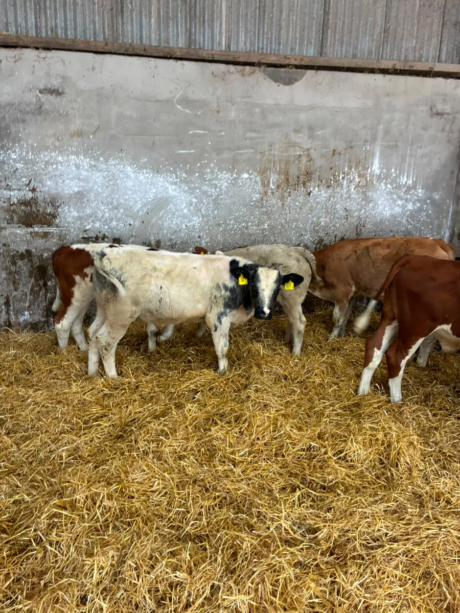 Blue Charolais and sim bulls - Image 3