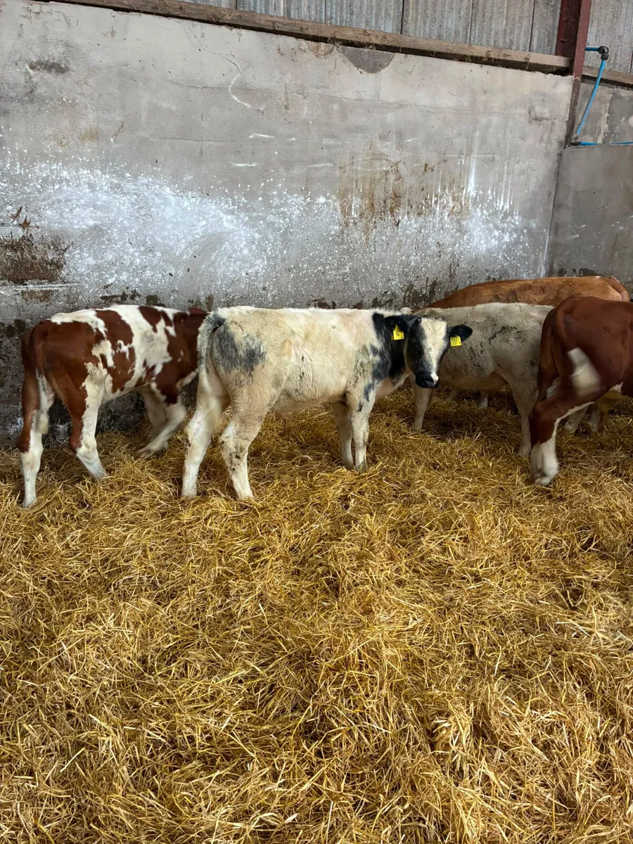Blue Charolais and sim bulls - Image 4