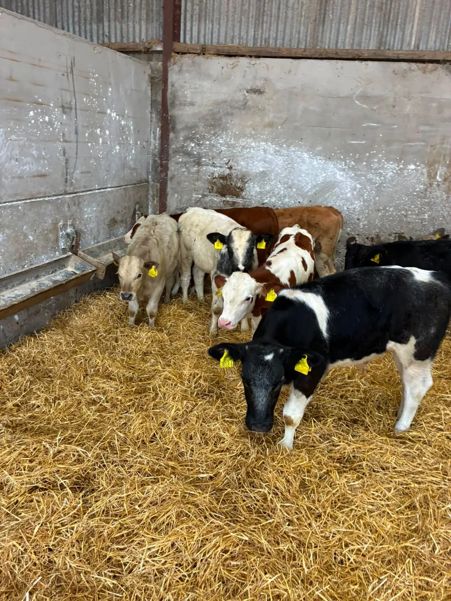 Blue Charolais and sim bulls - Image 2