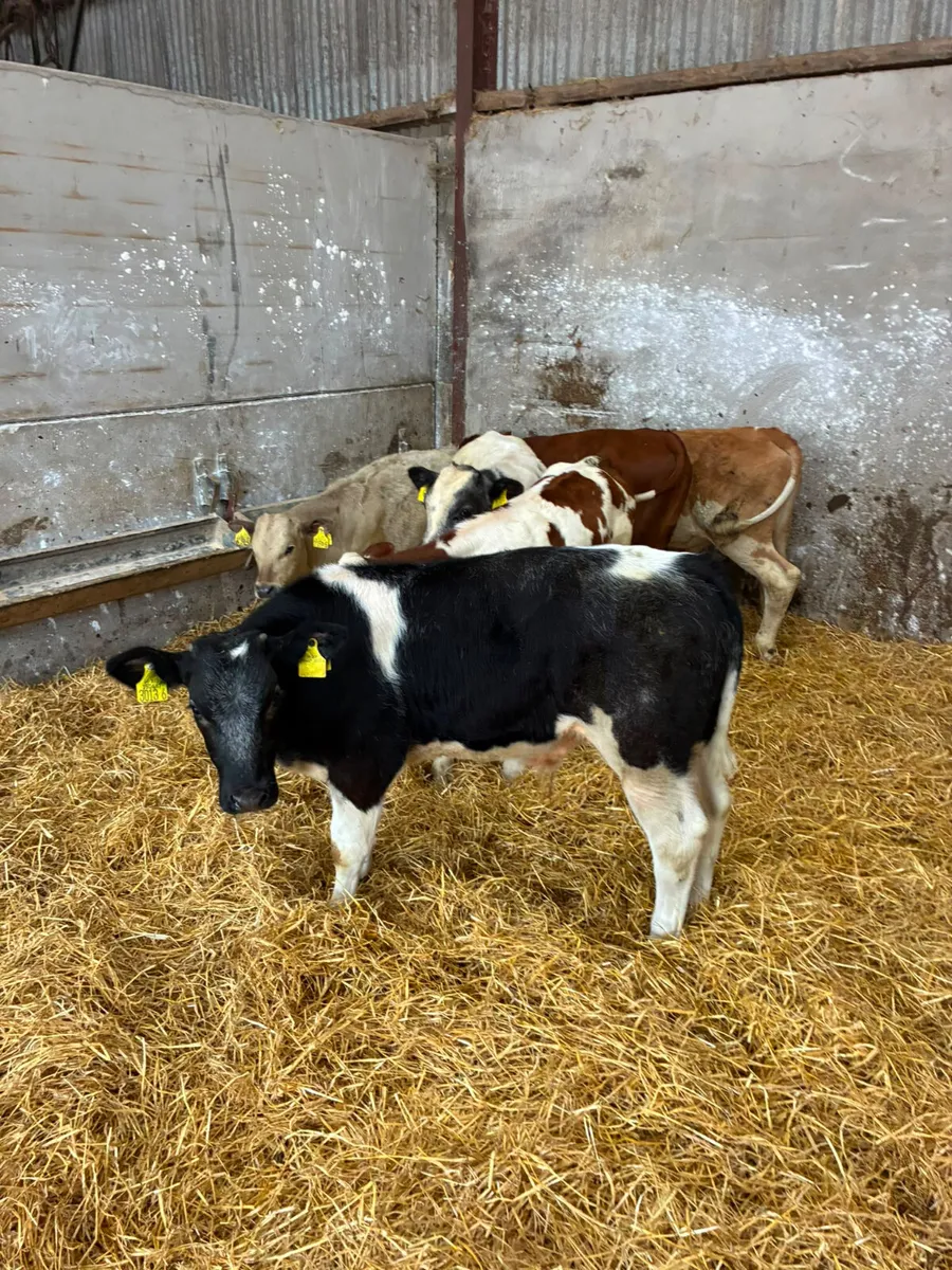 Blue Charolais and sim bulls - Image 1