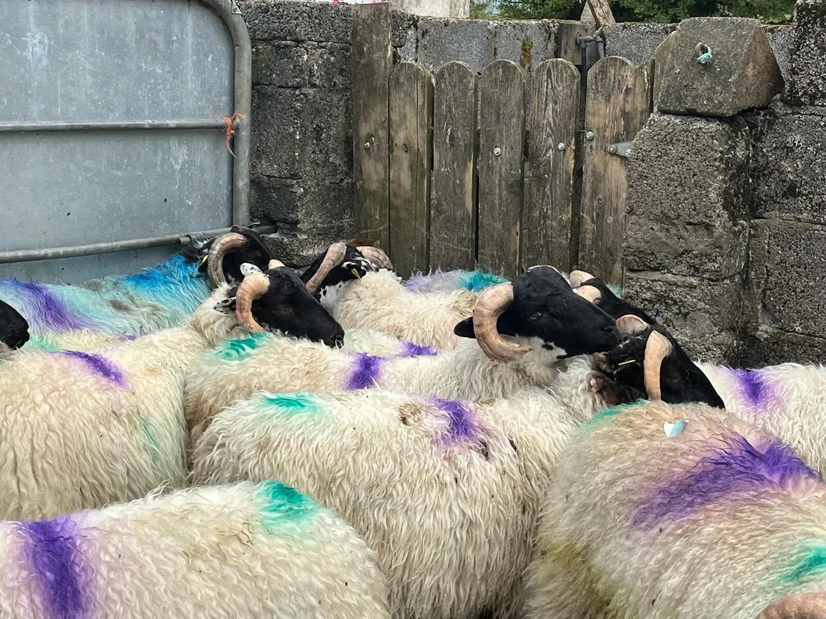 Store lambs 🐏 - Image 4