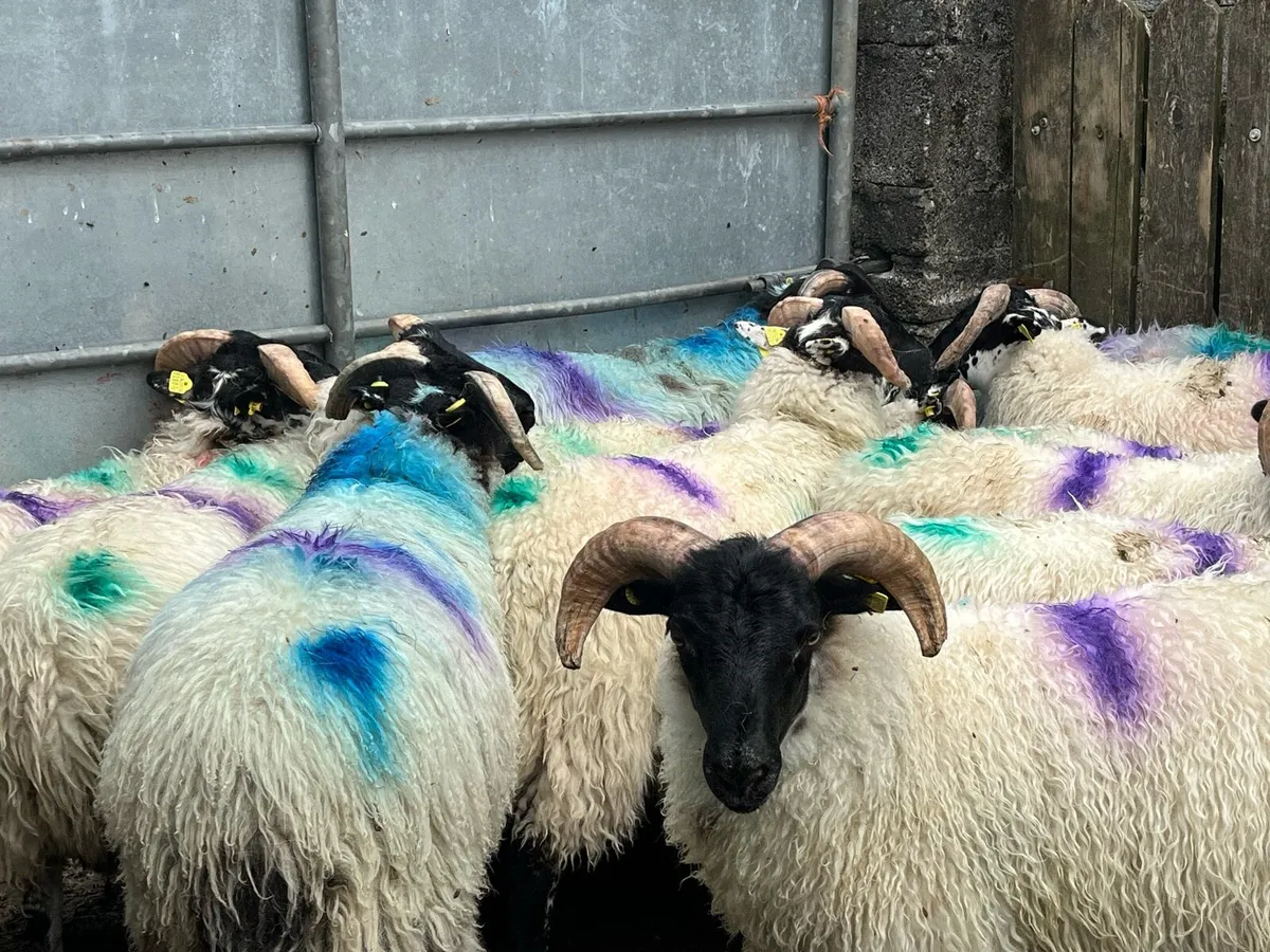 Store lambs 🐏 - Image 2