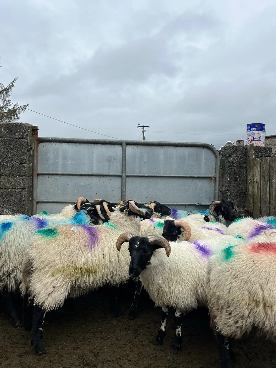 Store lambs 🐏 - Image 3
