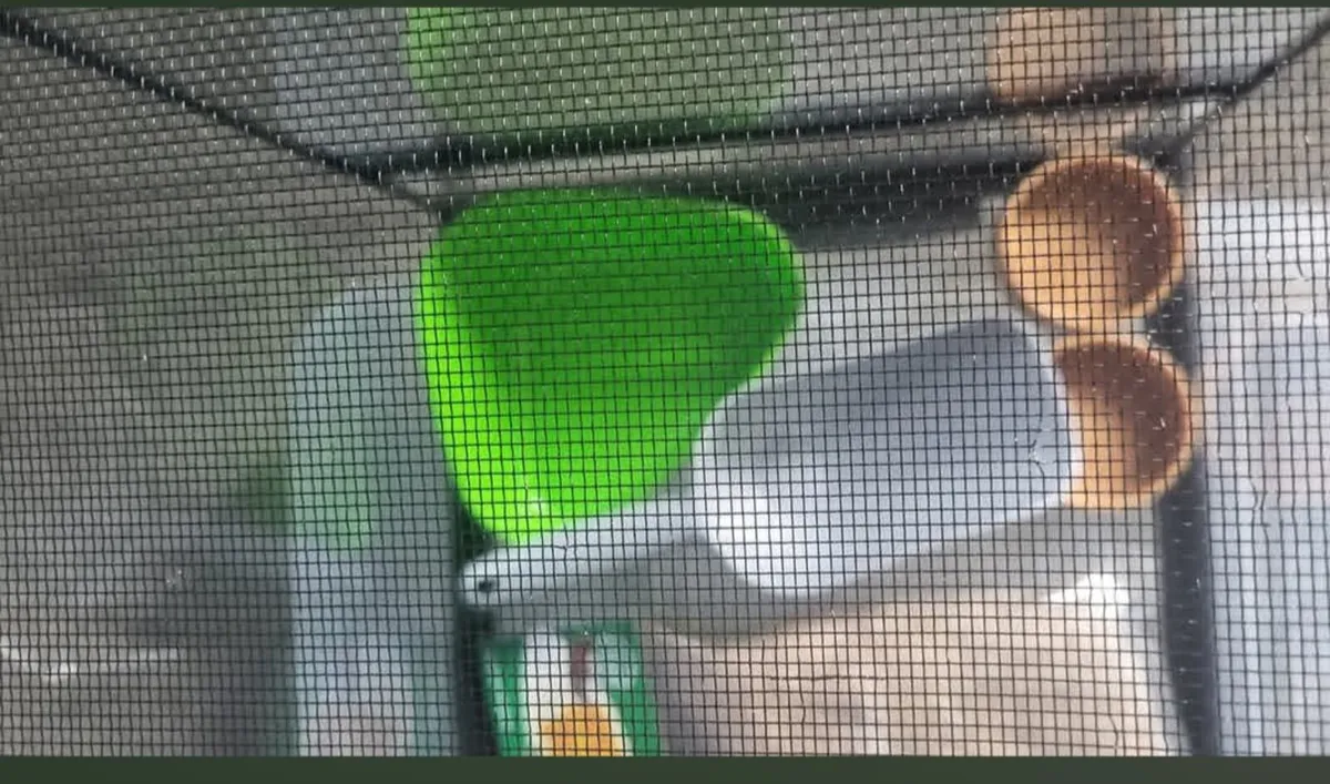 Small animal glass enclosure - Image 3