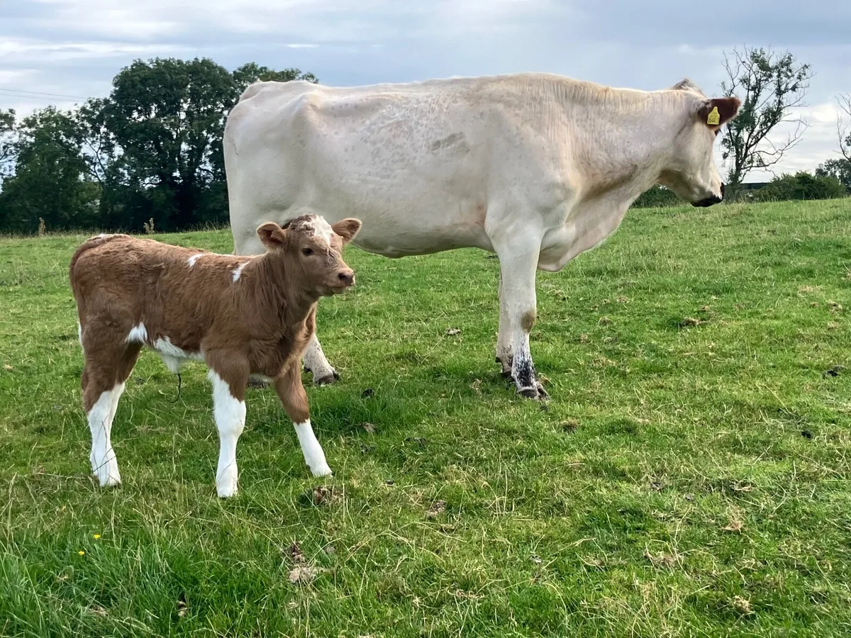Charolais heifers with calves - Image 2