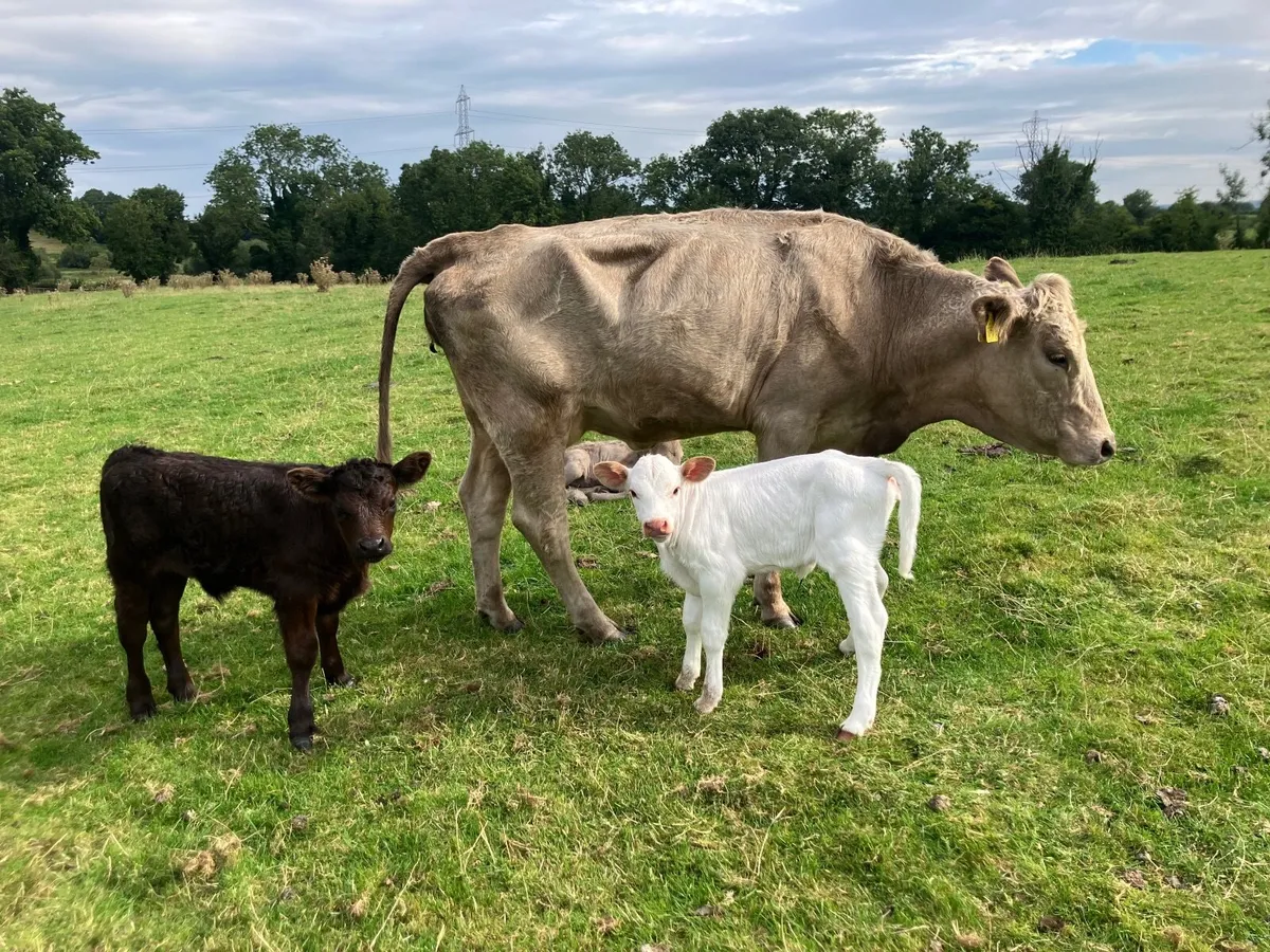 Charolais heifers with calves - Image 3