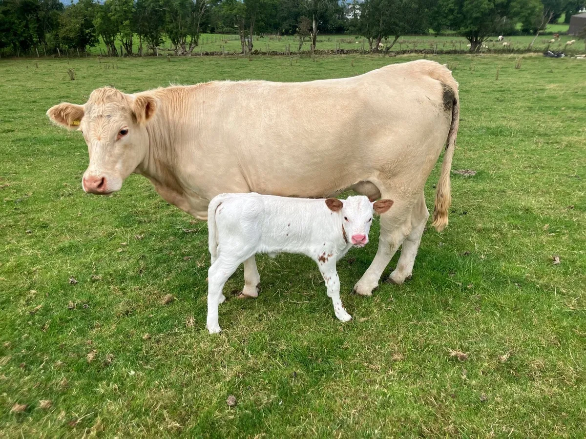 Charolais heifers with calves - Image 4
