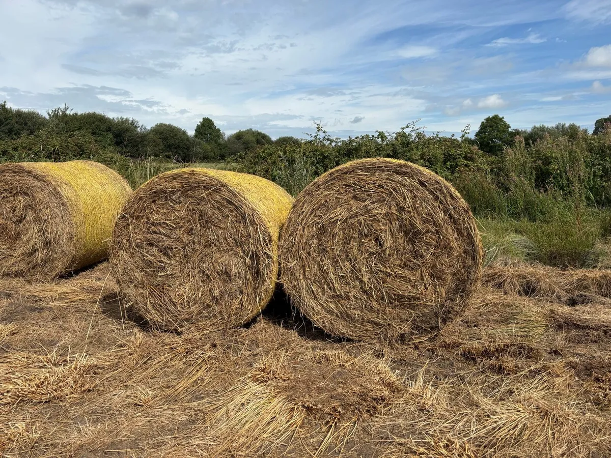 Bales of rushes - Image 1