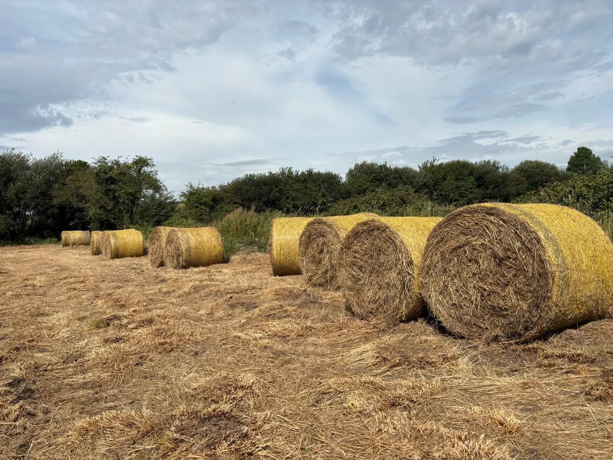 Bales of rushes - Image 4