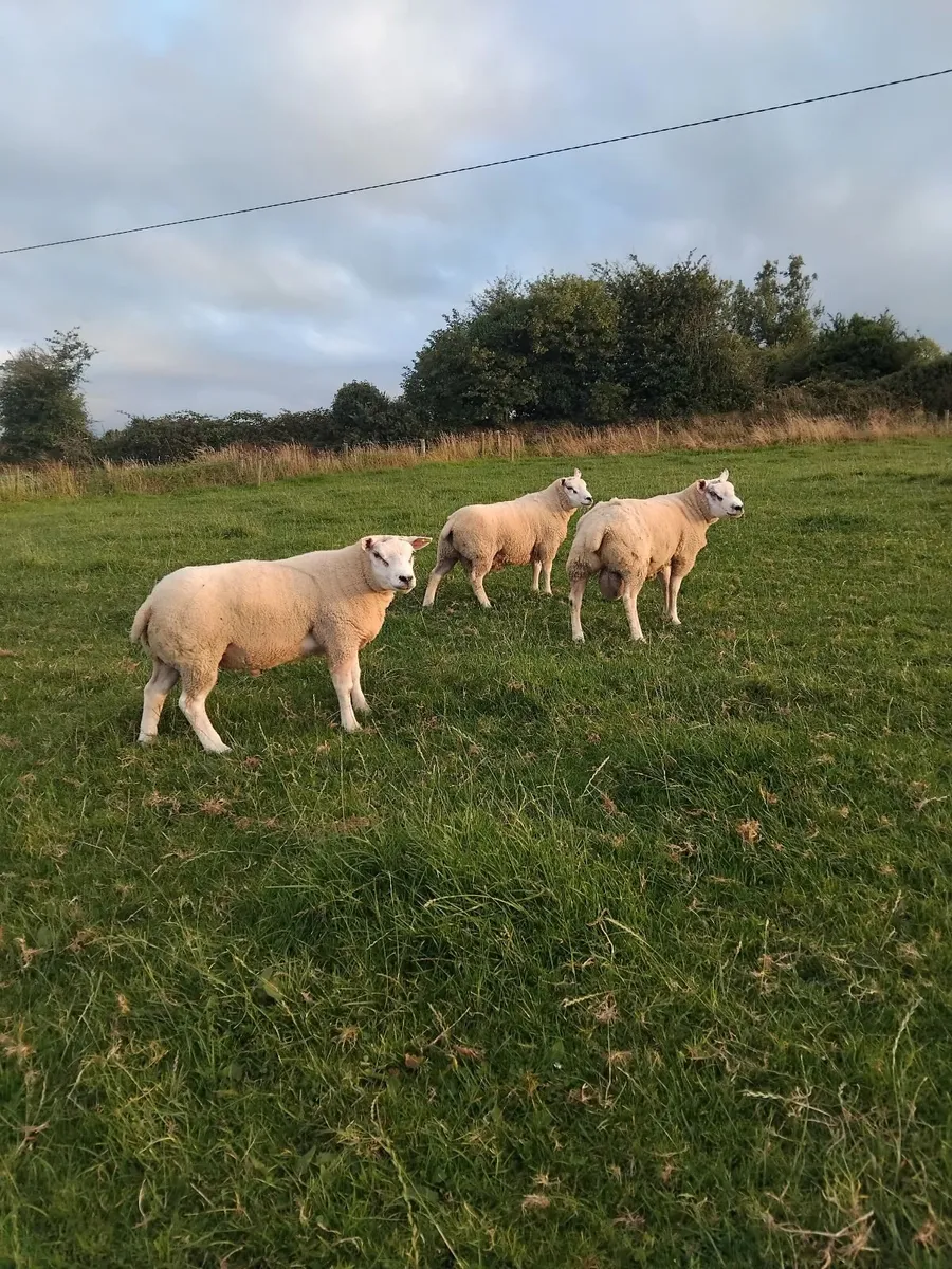Rams for sale - Image 3