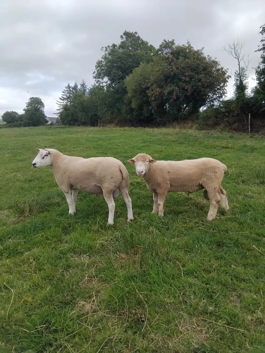 Rams for sale - Image 4