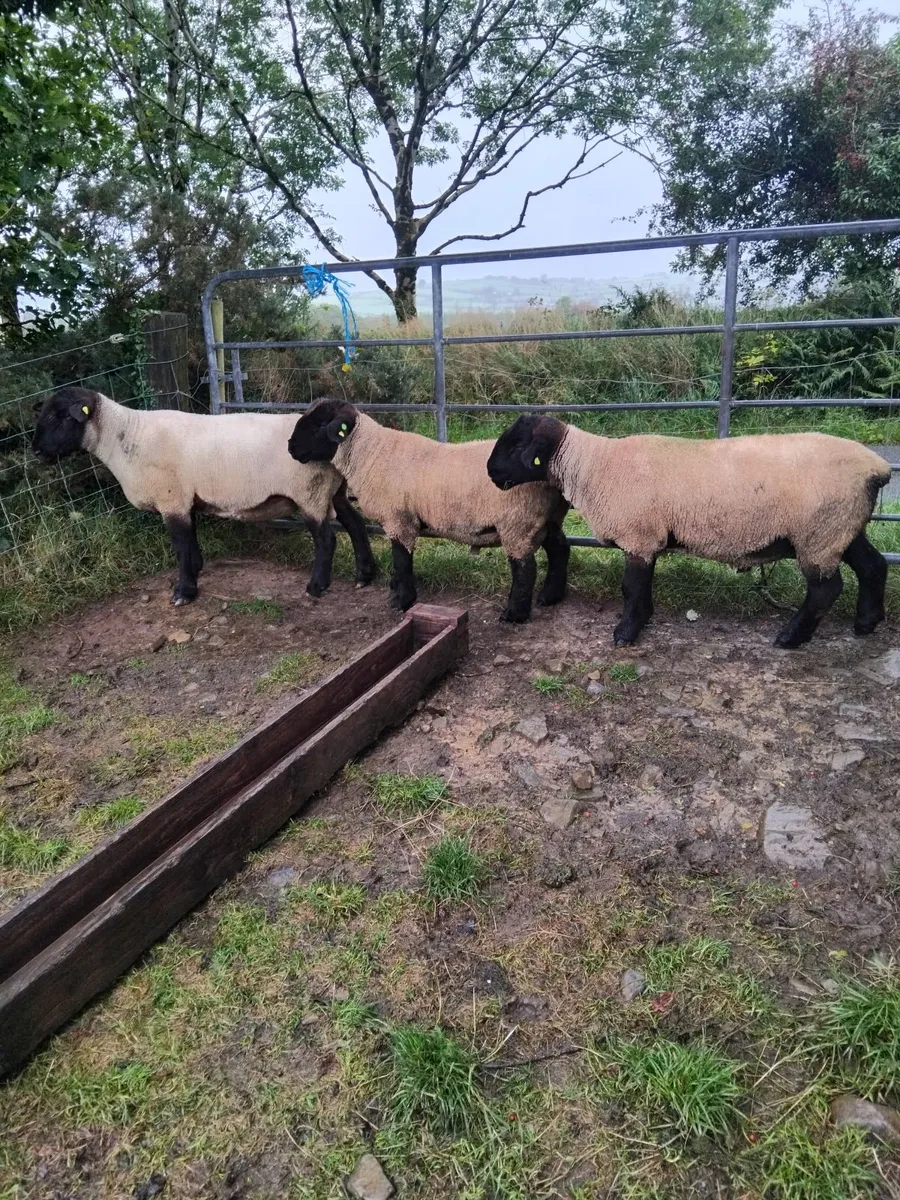 Rams for sale - Image 2