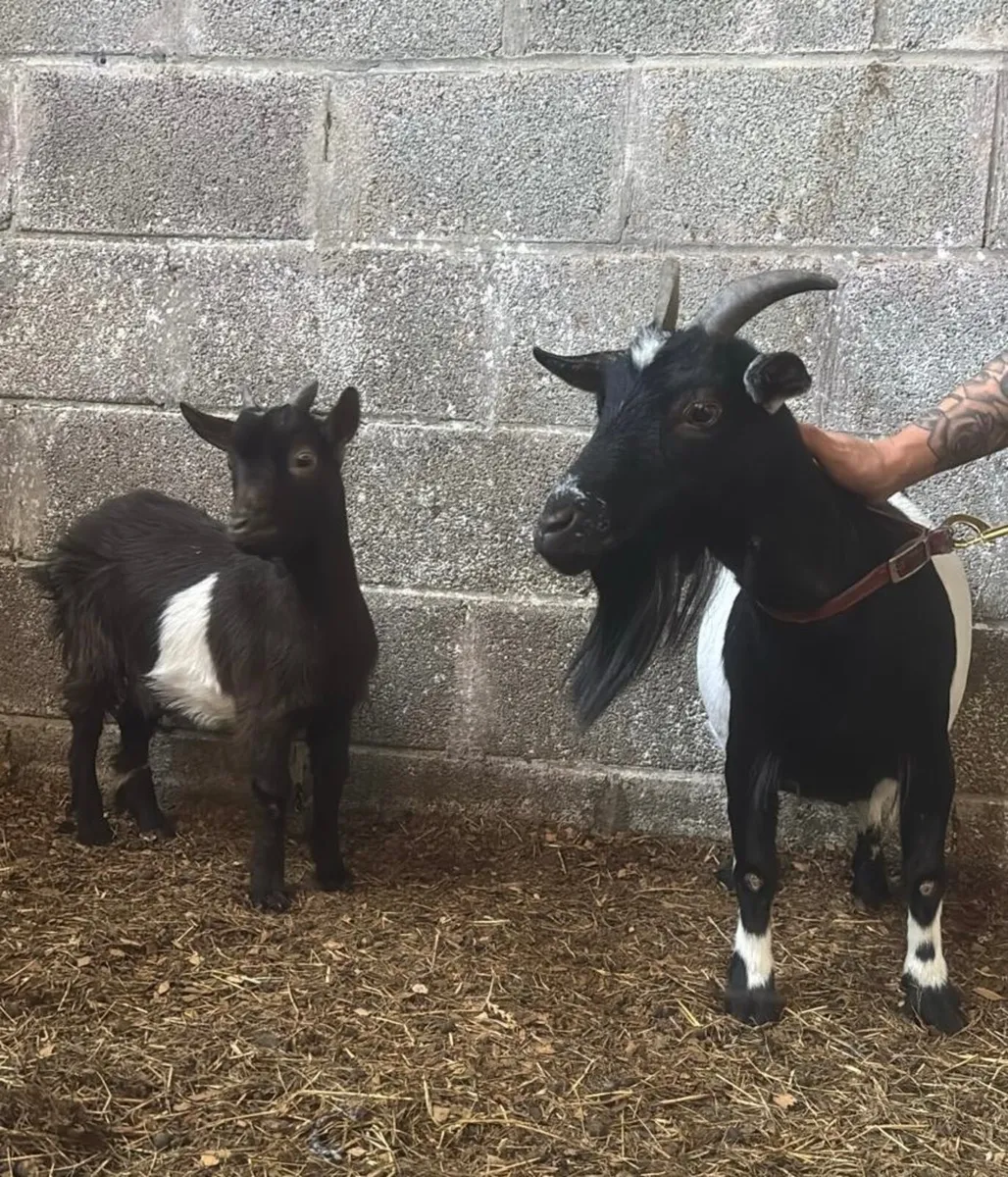 Pygmy goats - Image 2