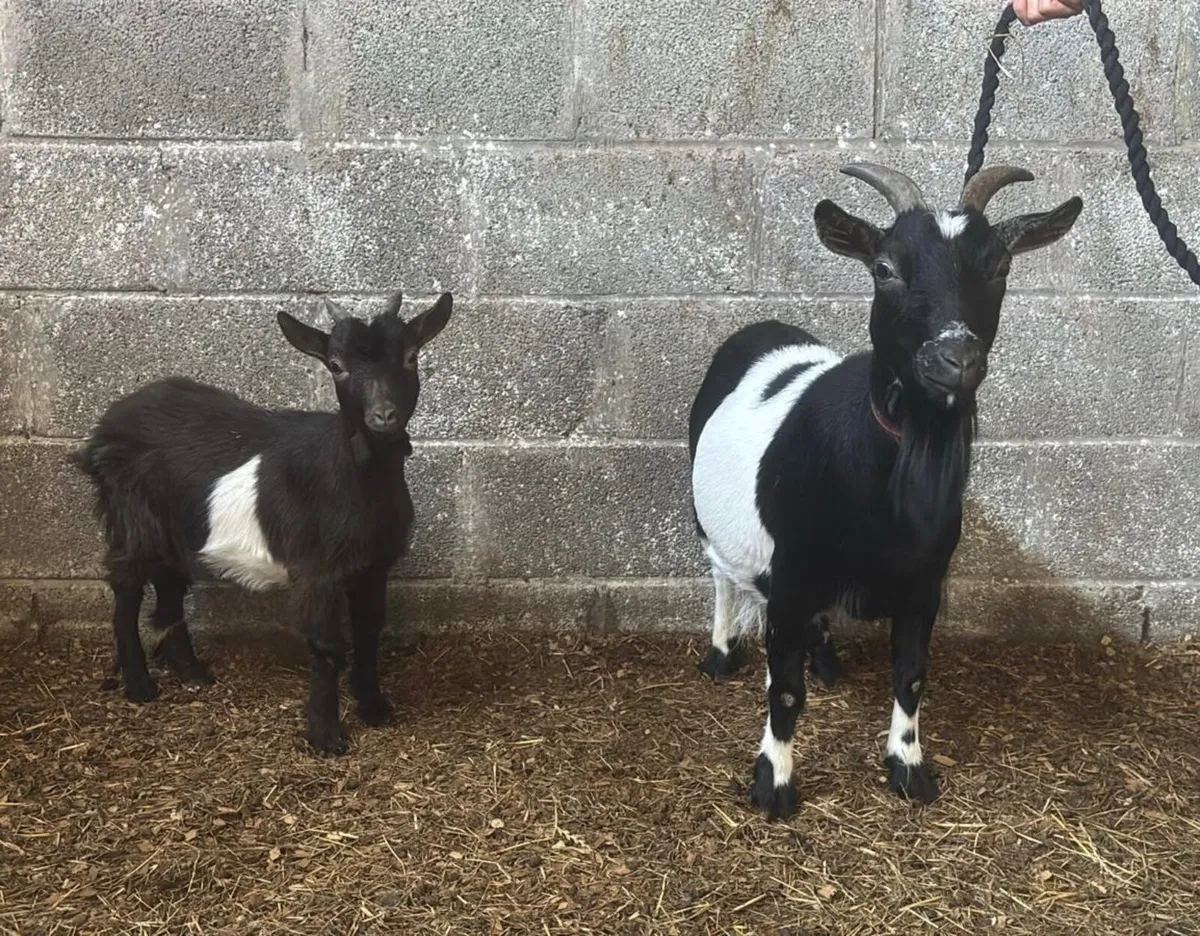 Pygmy goats - Image 1