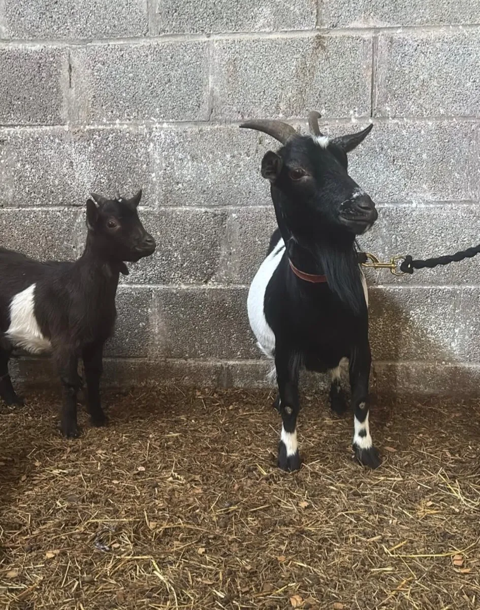 Pygmy goats - Image 3