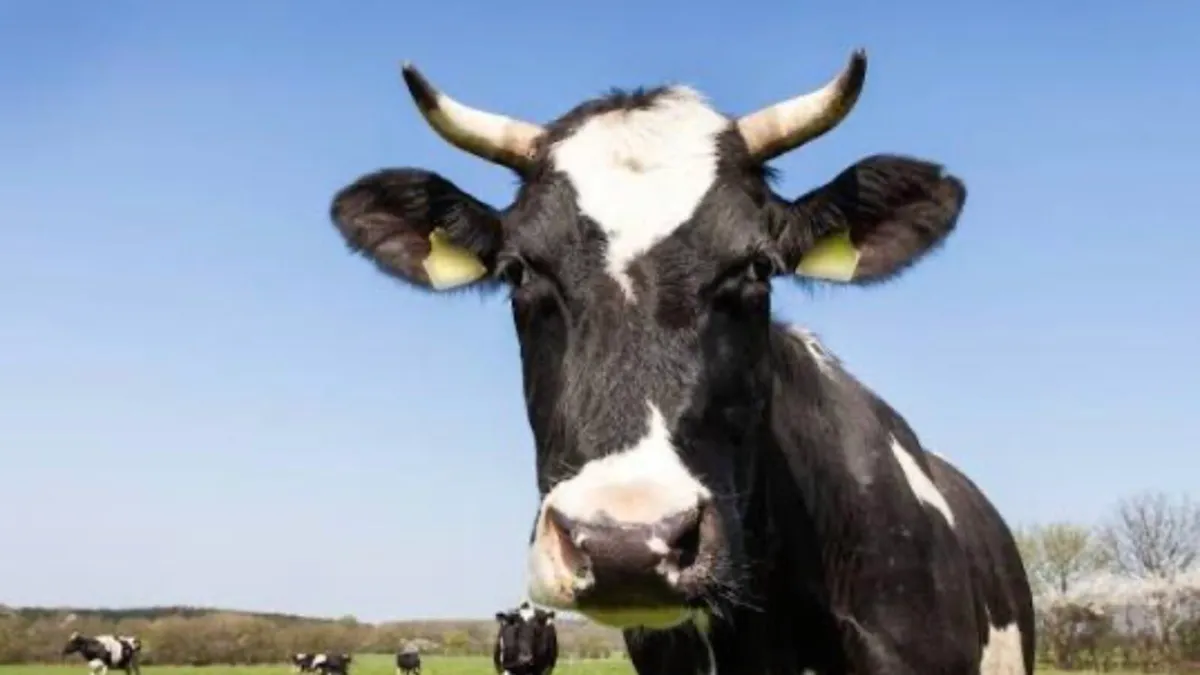 Milk relief available