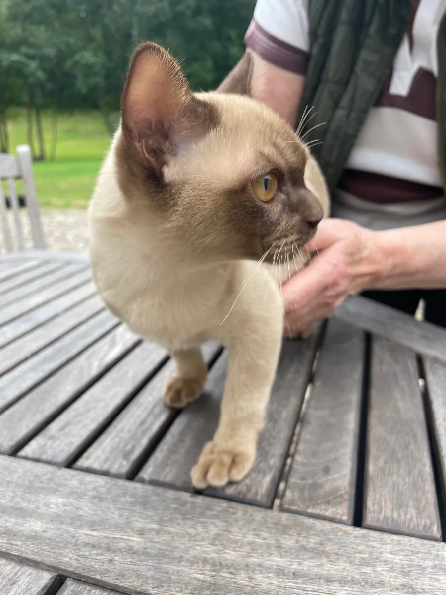 Burmese kittens - Image 1