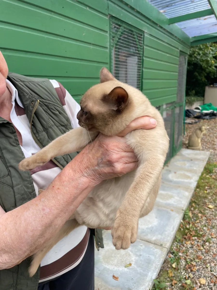 Burmese kittens - Image 2