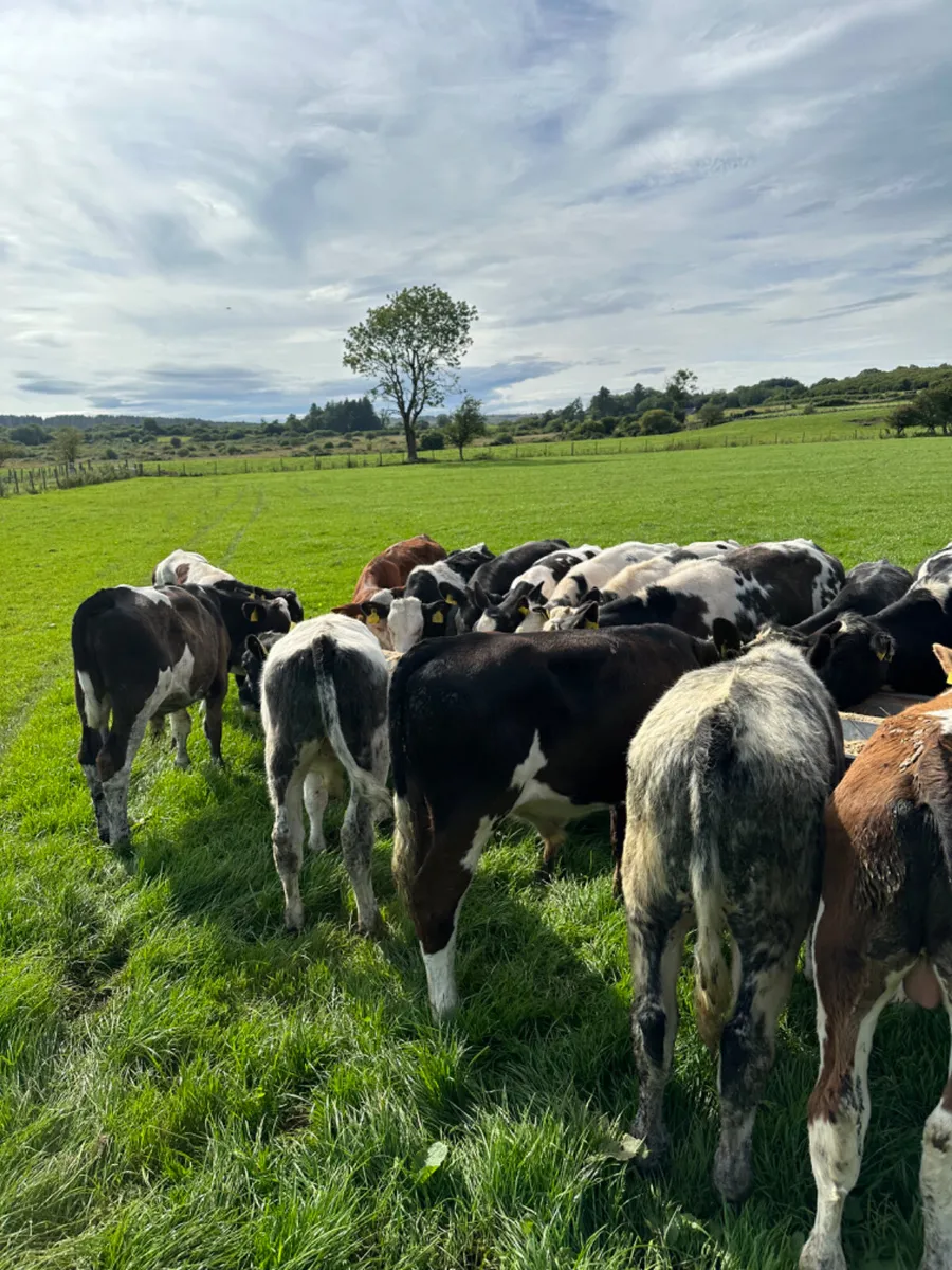 Bulls - Image 3
