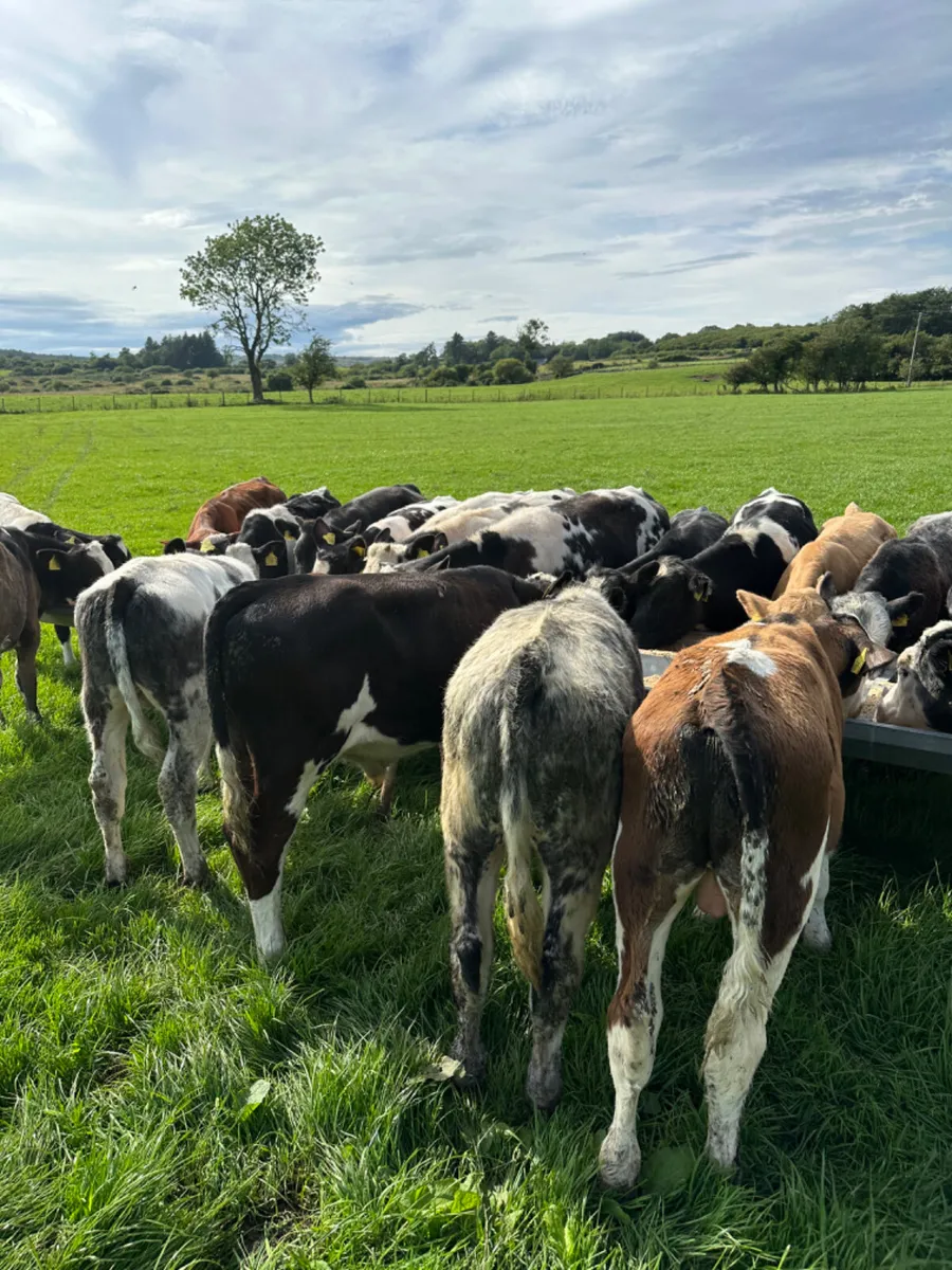 Bulls - Image 1