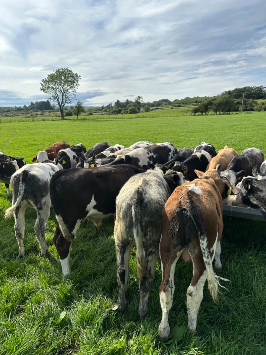 Bulls - Image 2