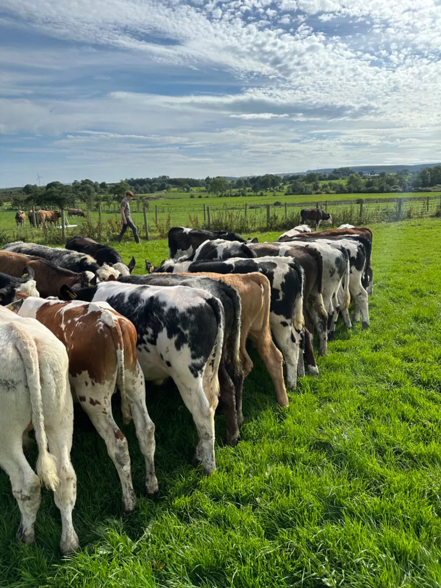 Bulls - Image 4