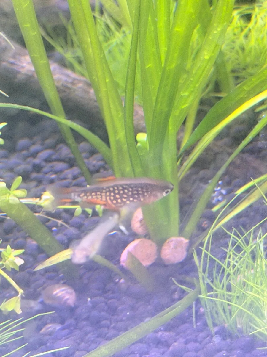 galaxy rasbora - Celestial pearl danio - Image 1