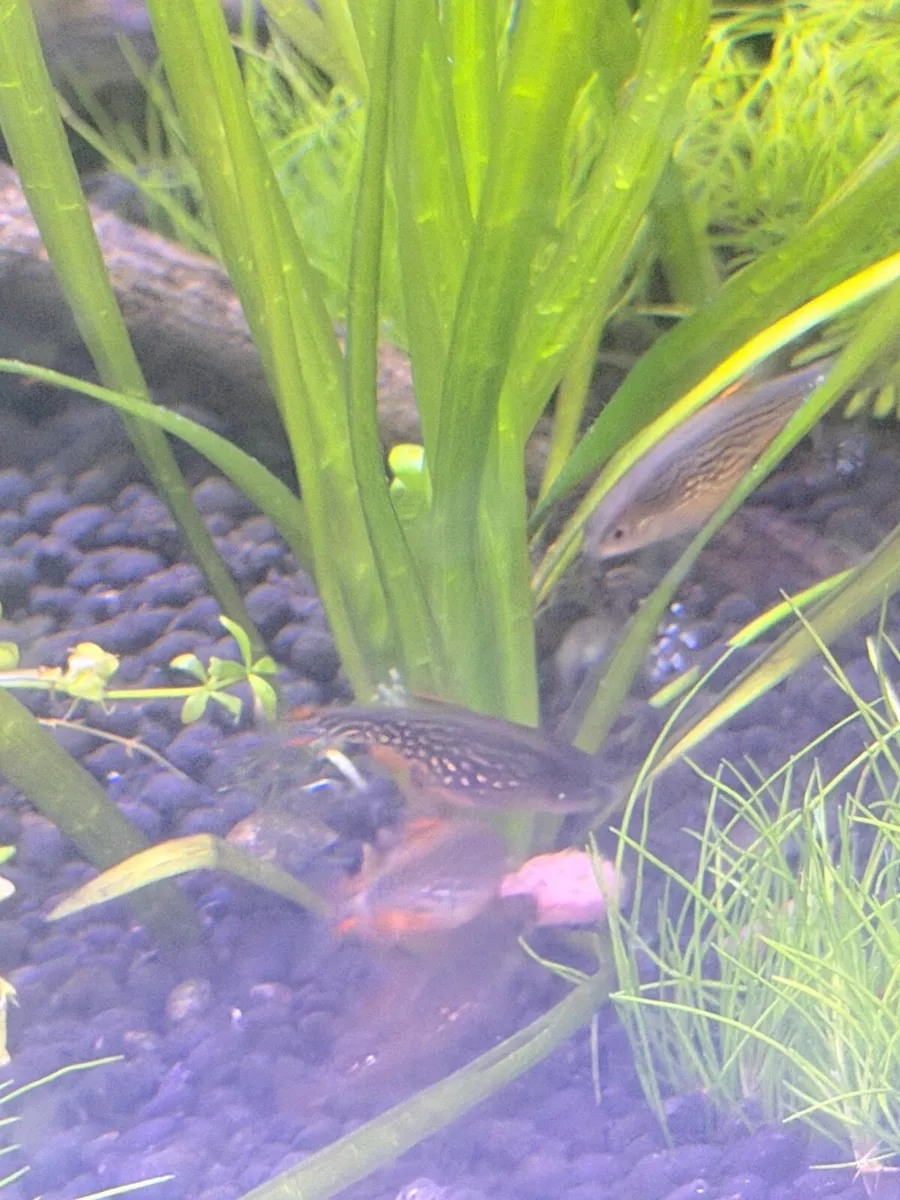 galaxy rasbora - Celestial pearl danio - Image 3
