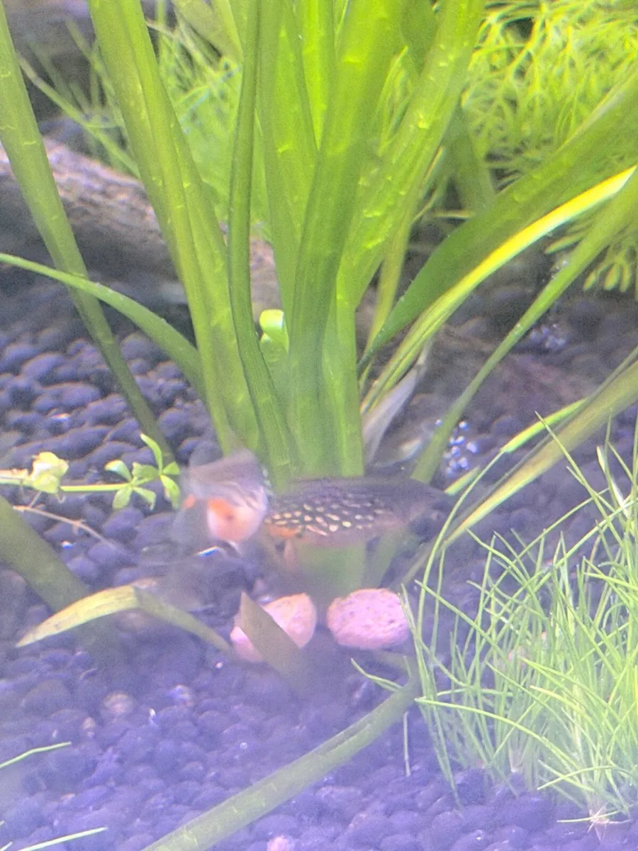 galaxy rasbora - Celestial pearl danio - Image 4