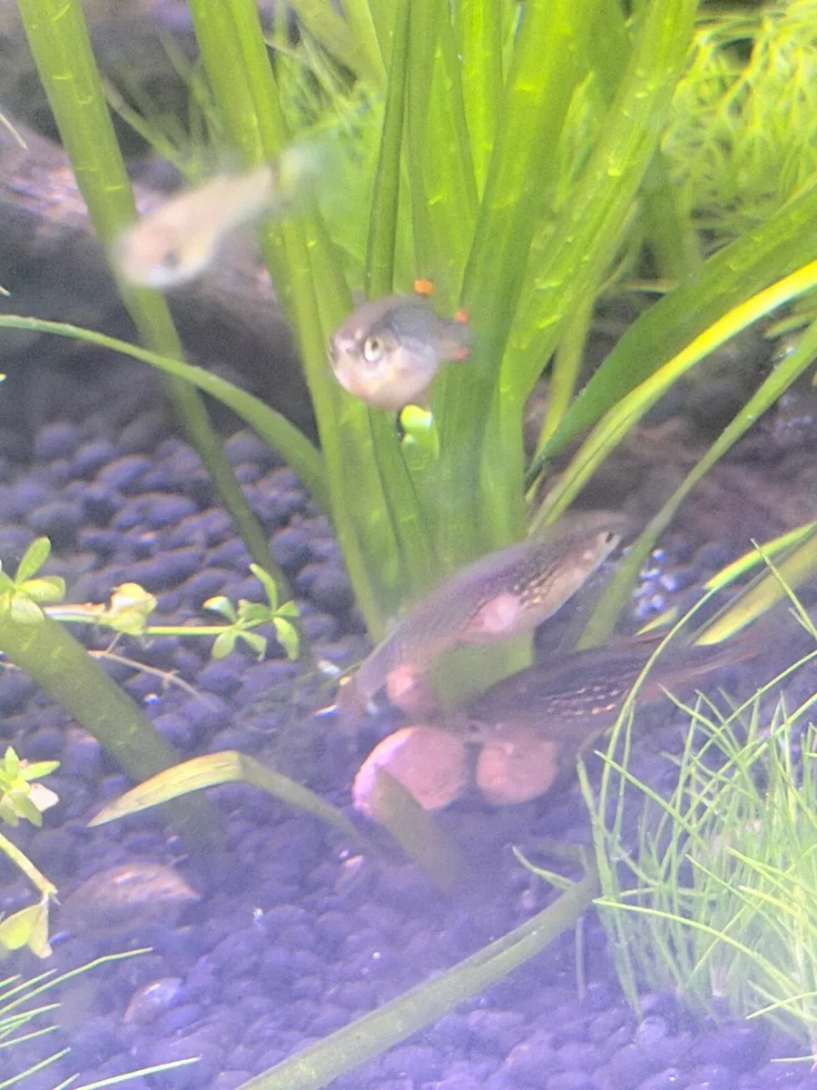 galaxy rasbora - Celestial pearl danio - Image 2